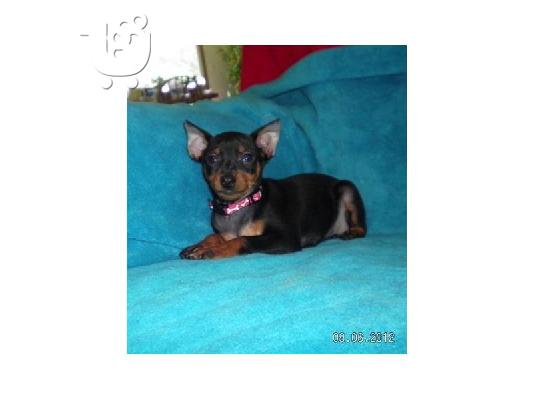 χαριτωμένος και αξιολάτρευτο κουτάβι Pinscher για υιοθεσία...